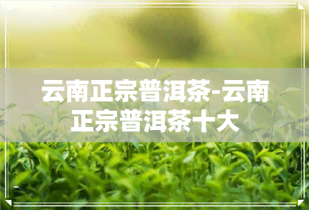 云南正宗普洱茶-云南正宗普洱茶十大