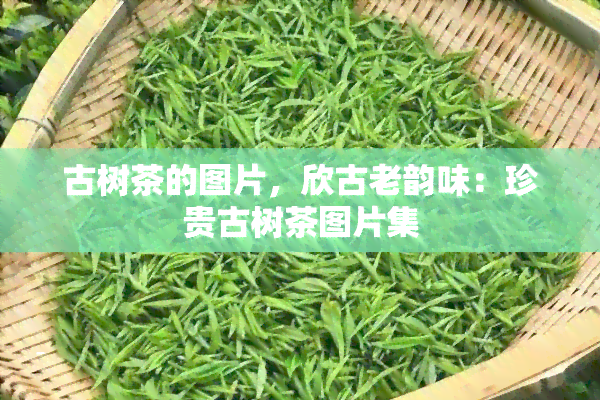 古树茶的图片，欣古老韵味：珍贵古树茶图片集