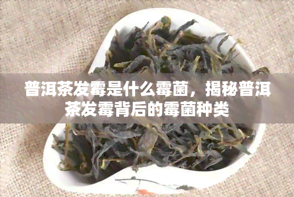 普洱茶发霉是什么霉菌，揭秘普洱茶发霉背后的霉菌种类