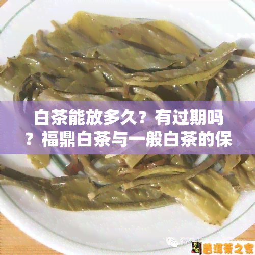 白茶能放多久？有过期吗？福鼎白茶与一般白茶的保质期有何区别？