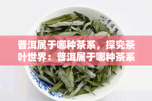 普洱属于哪种茶系，探究茶叶世界：普洱属于哪种茶系？