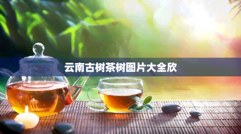 云南古树茶树图片大全欣