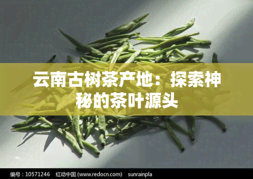 云南古树茶产地：探索神秘的茶叶源头