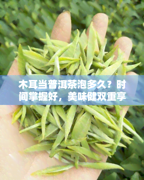 木耳当普洱茶泡多久？时间掌握好，美味健双重享！