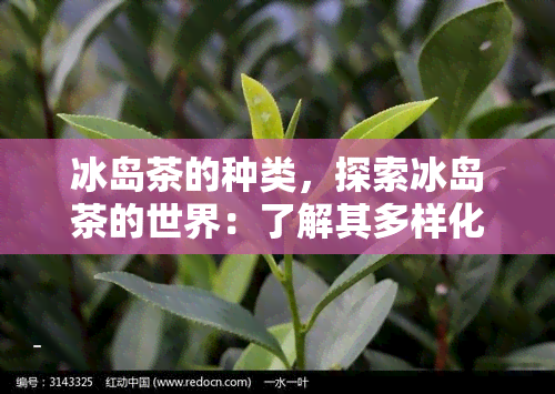 冰岛茶的种类，探索冰岛茶的世界：了解其多样化的种类和风味