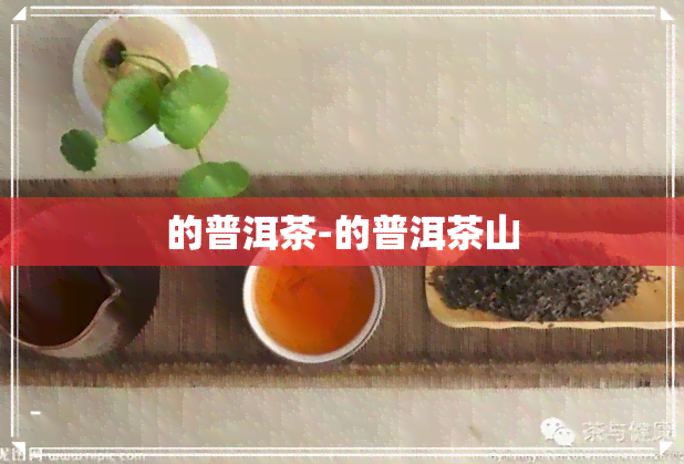 的普洱茶-的普洱茶山