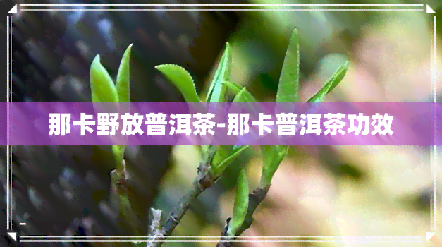 那卡野放普洱茶-那卡普洱茶功效