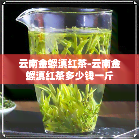 云南金螺滇红茶-云南金螺滇红茶多少钱一斤