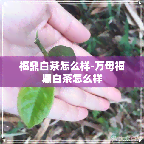 福鼎白茶怎么样-万母福鼎白茶怎么样