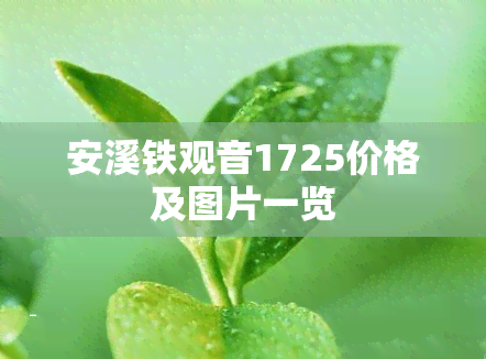 安溪铁观音1725价格及图片一览