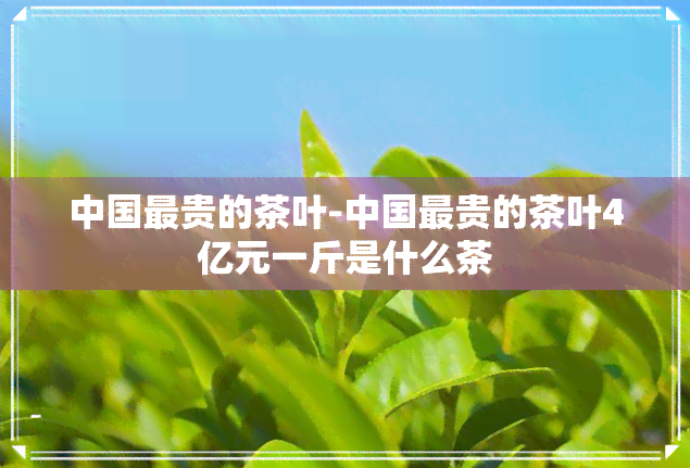 中国最贵的茶叶-中国最贵的茶叶4亿元一斤是什么茶