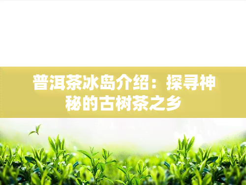 普洱茶冰岛介绍：探寻神秘的古树茶之乡