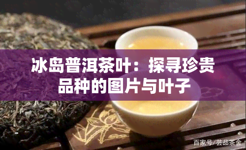 冰岛普洱茶叶：探寻珍贵品种的图片与叶子