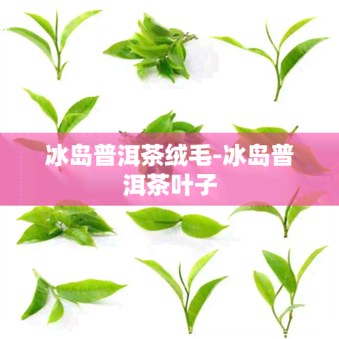 冰岛普洱茶绒毛-冰岛普洱茶叶子