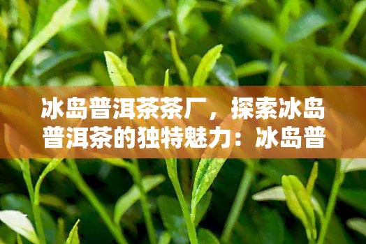 冰岛普洱茶茶厂，探索冰岛普洱茶的独特魅力：冰岛普洱茶茶厂探秘