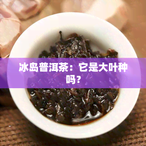 冰岛普洱茶：它是大叶种吗？