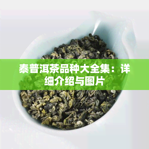 泰普洱茶品种大全集：详细介绍与图片