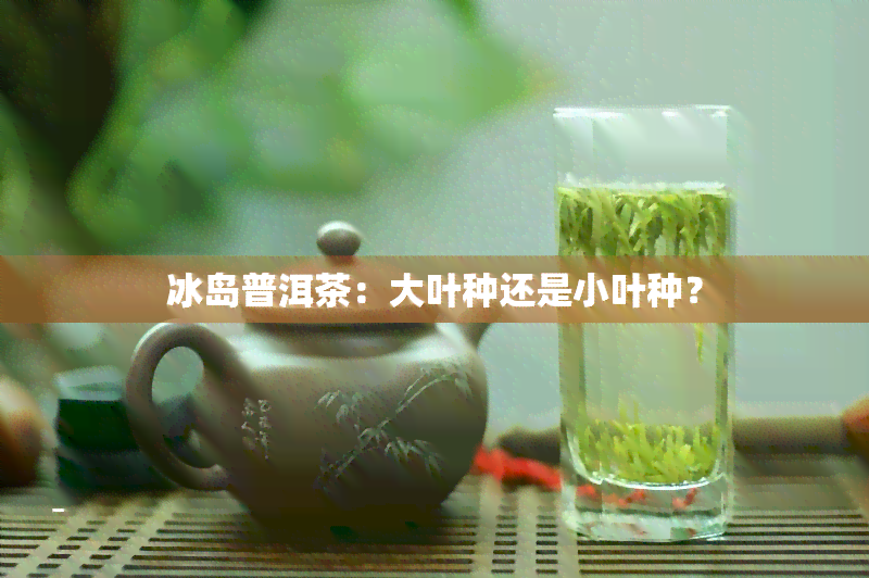 冰岛普洱茶：大叶种还是小叶种？