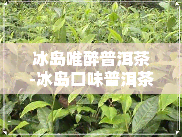 冰岛唯醉普洱茶-冰岛口味普洱茶