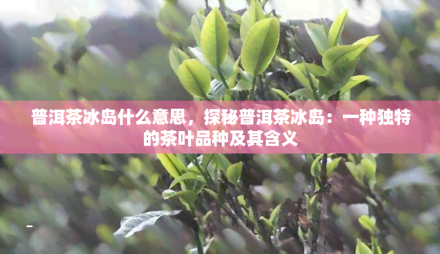 普洱茶冰岛什么意思，探秘普洱茶冰岛：一种独特的茶叶品种及其含义