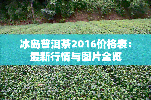 冰岛普洱茶2016价格表：最新行情与图片全览