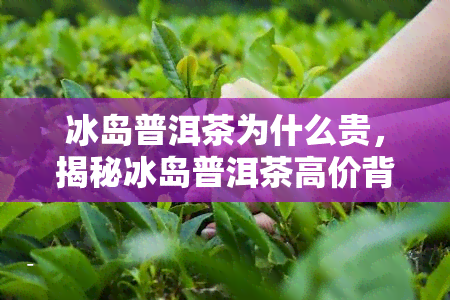 冰岛普洱茶为什么贵，揭秘冰岛普洱茶高价背后的原因