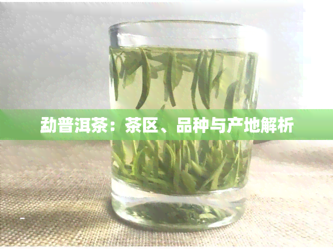 勐普洱茶：茶区、品种与产地解析