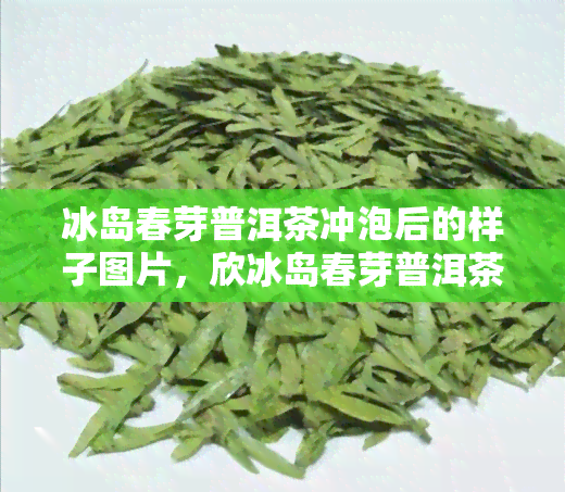 冰岛春芽普洱茶冲泡后的样子图片，欣冰岛春芽普洱茶冲泡后的美丽模样！