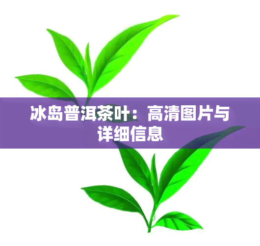 冰岛普洱茶叶：高清图片与详细信息