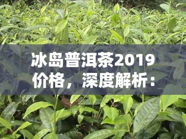 冰岛普洱茶2019价格，深度解析：冰岛普洱茶2019价格走势与市场趋势