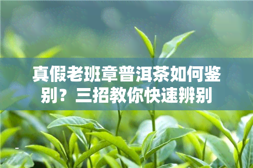 真假老班章普洱茶如何鉴别？三招教你快速辨别