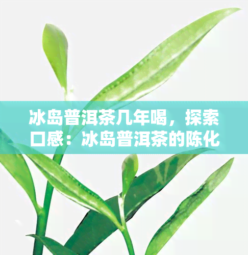 冰岛普洱茶几年喝，探索口感：冰岛普洱茶的陈化年份解析