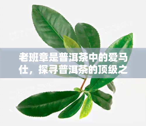 老班章是普洱茶中的爱马仕，探寻普洱茶的顶级之作：老班章，爱马仕般的存在