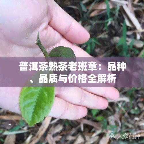 普洱茶熟茶老班章：品种、品质与价格全解析