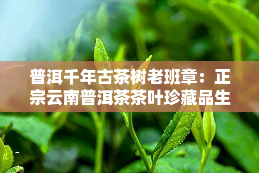 普洱千年古茶树老班章：正宗云南普洱茶茶叶珍藏品生茶，古树普洱茶老班章价格