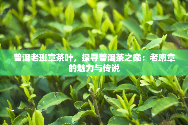 普洱老班章茶叶，探寻普洱茶之巅：老班章的魅力与传说