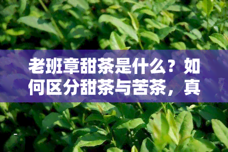 老班章甜茶是什么？如何区分甜茶与苦茶，真的存在甜味的老班章吗？