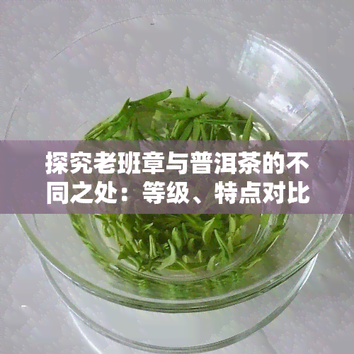 探究老班章与普洱茶的不同之处：等级、特点对比