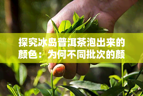 探究冰岛普洱茶泡出来的颜色：为何不同批次的颜色存在差异？