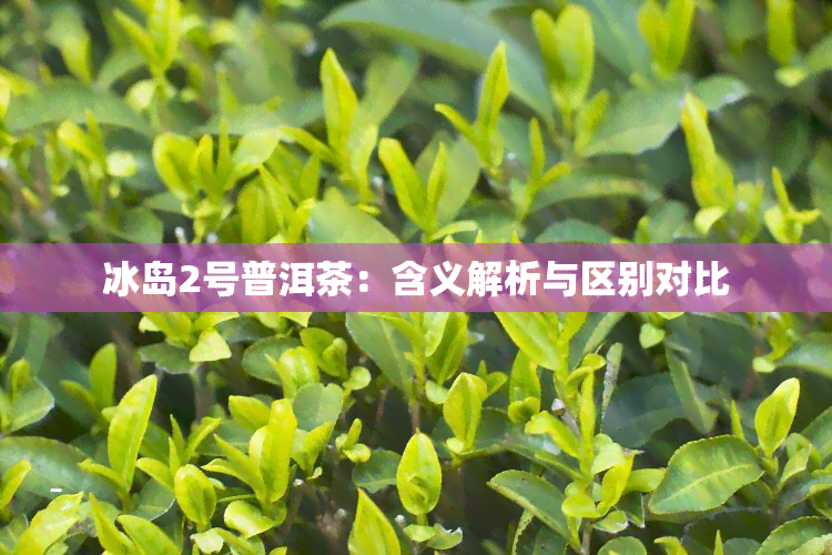 冰岛2号普洱茶：含义解析与区别对比