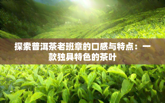 探索普洱茶老班章的口感与特点：一款独具特色的茶叶