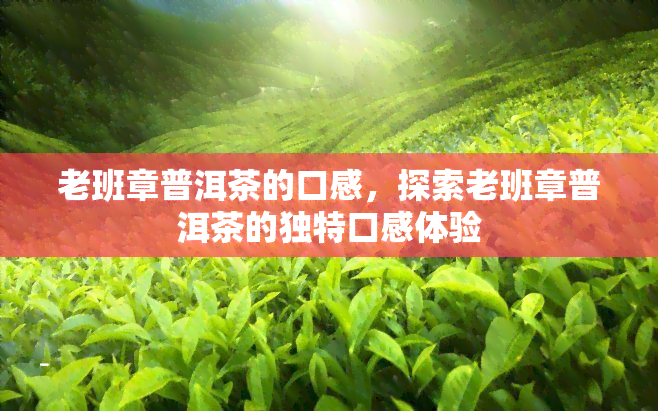 老班章普洱茶的口感，探索老班章普洱茶的独特口感体验