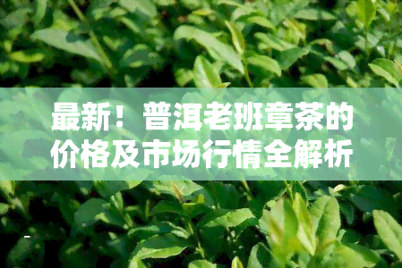 最新！普洱老班章茶的价格及市场行情全解析