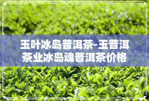 玉叶冰岛普洱茶-玉普洱茶业冰岛魂普洱茶价格