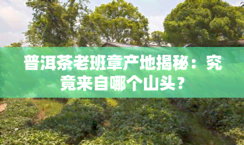 普洱茶老班章产地揭秘：究竟来自哪个山头？