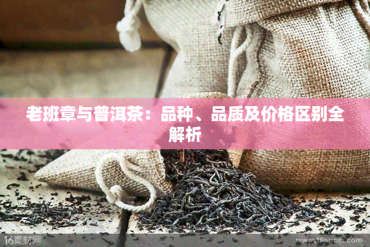 老班章与普洱茶：品种、品质及价格区别全解析