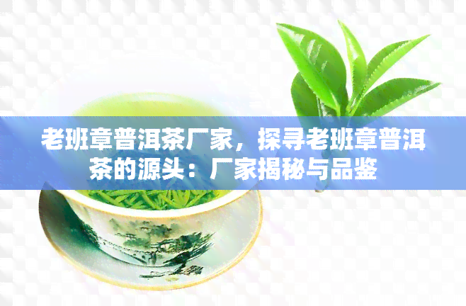 老班章普洱茶厂家，探寻老班章普洱茶的源头：厂家揭秘与品鉴