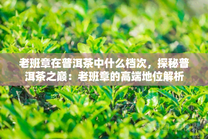 老班章在普洱茶中什么档次，探秘普洱茶之巅：老班章的高端地位解析