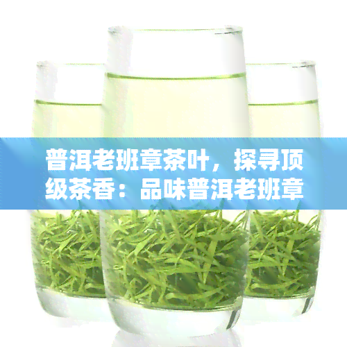 普洱老班章茶叶，探寻顶级茶香：品味普洱老班章茶叶的独特魅力