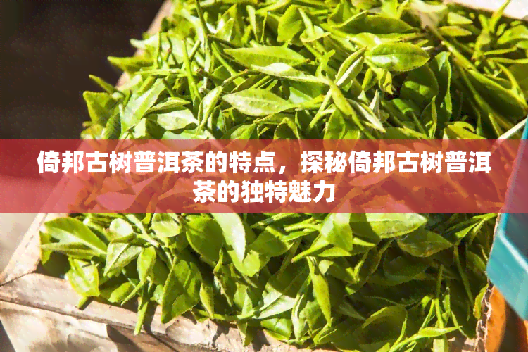 倚邦古树普洱茶的特点，探秘倚邦古树普洱茶的独特魅力